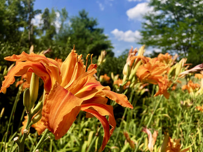 photo of lilies against a backdrop of trees and a sunny sky